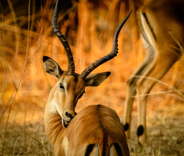 What Makes Masai Mara in Kenya a Top Safari Destination?