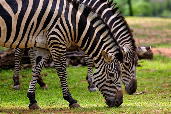 What Makes Masai Mara in Kenya a Top Safari Destination?