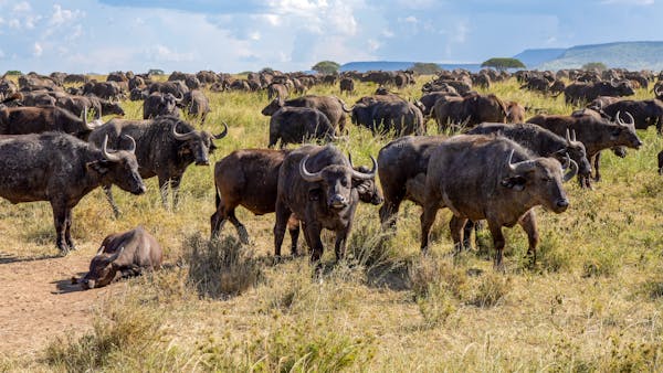 What Makes Masai Mara in Kenya a Top Safari Destination?