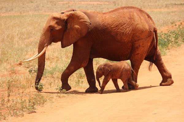 What Makes Masai Mara in Kenya a Top Safari Destination?