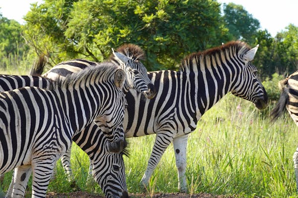 Exploring the Beauty of the Serengeti Safari in Tanzania