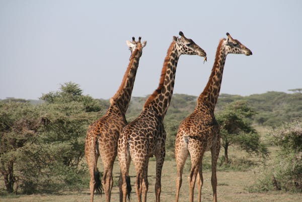 Exploring the Beauty of the Serengeti Safari in Tanzania