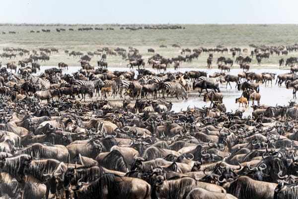 Exploring the Beauty of the Serengeti Safari in Tanzania