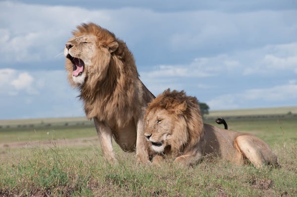 Exploring the Beauty of the Serengeti Safari in Tanzania